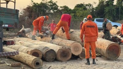 PF combate extração ilegal de madeira em terras indígenas no Maranhão