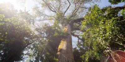 Fundo Florestas Tropicais para Sempre é finalista em prêmio ambiental