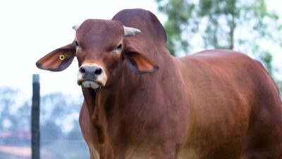 Agro FTI realiza de 12 a 15 leilões virtuais com animais das raças Sindi e Nelore
