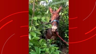 VÍDEO: Jovem morre após ser arrastado por burro bravo no interior do MA