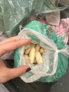 Senarc intercepta carga de drogas enviada de Goiás para Imperatriz; mulher é presa