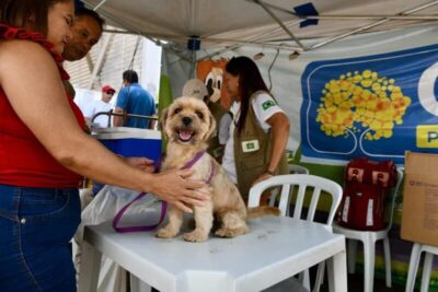 Mutirão de Castração Gratuita Leva Saúde e Bem-Estar a Cães e Gatos de São Sebastião