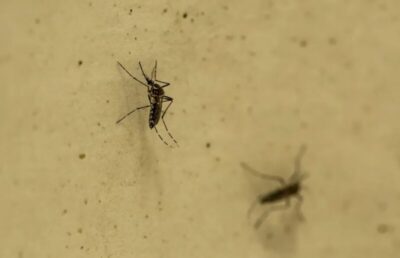 Primeira vacina contra a dengue pode levar ainda um ano para chegar ao SUS; rede particular começa a vender este mês