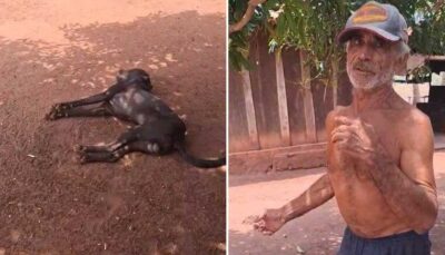 TOCANTINS: Vira-lata é morto com tiro de espingarda e causa indignação