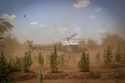 Polícia Federal destrói 29 mil pés de maconha em terras indígenas no Maranhão e reforça combate ao tráfico