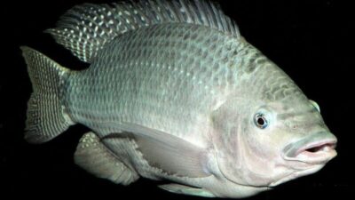 Por que a produção de tilápia pode passar a ser proibida no Brasil