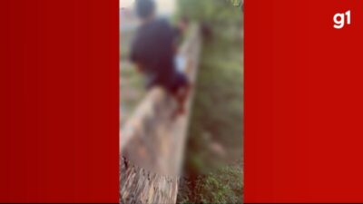 VÍDEO: Criança é atacada por porco-do-mato após invadir terreno no interior do Maranhão