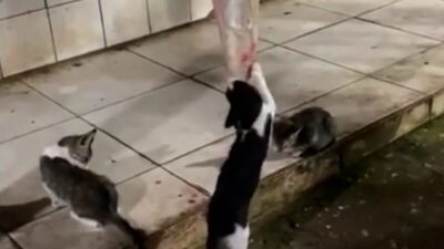 Gatos são flagrados comendo carne exposta em mercado de Mirinzal, no MA