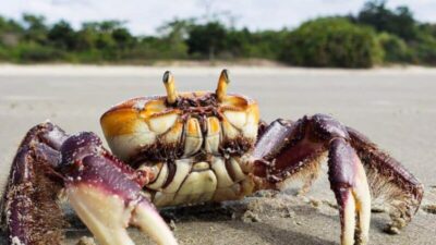 Período de Defeso: proteção do caranguejo-uçá ocorre no Maranhão e em outros dez estados