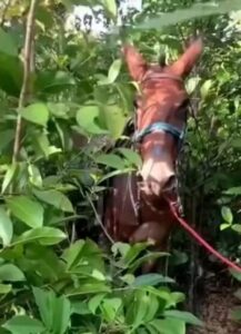 Jovem morre após ser arrastado por burro bravo na zona rural de Presidente Sarney (MA)