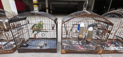 Mais de 50 aves silvestres são resgatadas em São Luís em ação nacional contra tráfico de animais