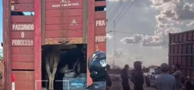 Piauienses são presos furtando jumentos em Chapadinha que seriam abatidos para venda da carne