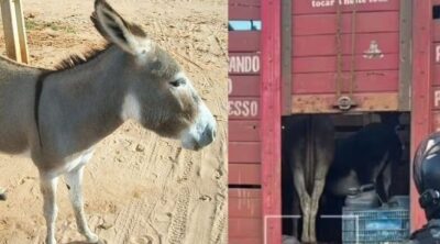 Piauienses são presos transportando jumentos que seriam abatidos e vendidos como carne de boi