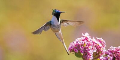 Embrapa estuda revegetar áreas degradadas pela mineração em MG