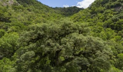 Mata Atlântica perde 2,4 milhões de hectares em 40 anos