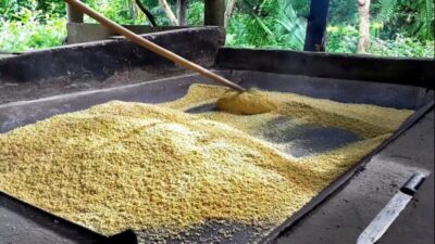 Prefeitura de Cururupu promove concurso para eleger a melhor farinha com premiação de R$ 4 mil reais