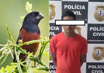 Polícia prende homem acusado de roubar pássaro avaliado em R$ 30 mil em cidade da Baixada Maranhense
