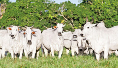 Rebanho bovino maranhense aumenta 3,9% e estado tem mais de 8,3 milhões de animais