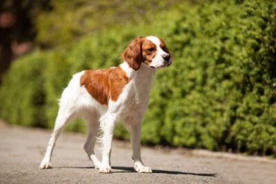 4 características do cachorro da raça spaniel bretão