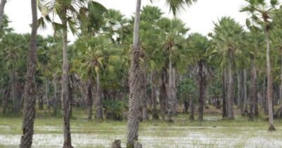 Audiências públicas discutirão o Projeto dos Diques da Baixada Maranhense nos dias 11 e 12 de novembro