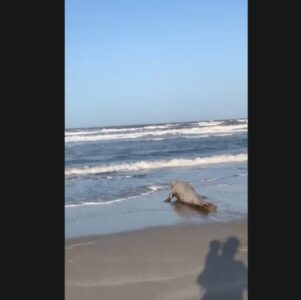 Leão-marinho ferido aparece pela primeira vez na praia de Caburé e surpreende moradores