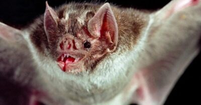 Coronavírus similar ao SARS-CoV-2 é achado em morcego no MA