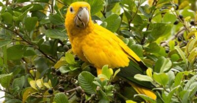 Estudo aponta sumiço de papagaios nas florestas do MA e PA