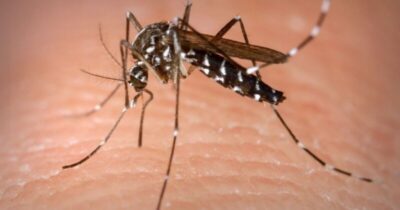 Maranhão registra queda de 52% nos casos de dengue