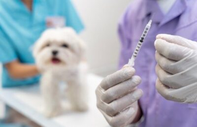 Justiça obriga Paço do Lumiar a instalar cemitério de animais e unidade de zoonoses