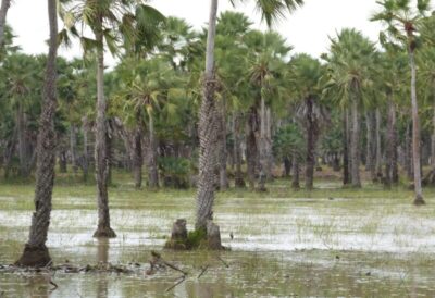 Audiências públicas discutirão o Projeto dos Diques da Baixada Maranhense nos dias 11 e 12 de novembro