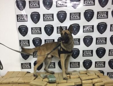 Polícia Civil do MA promove 5º Encontro Estadual dos Núcleos de Operadores com Cães