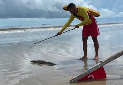 PERIGO: Filhote de jacaré é flagrado em praia em São Luís