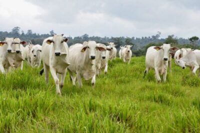 Aged inicia segunda etapa da Campanha de Atualização Cadastral de Rebanhos no Maranhão