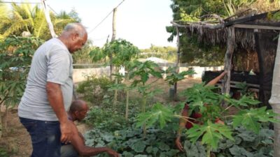 Sisteminha é tecnologia sustentável social, econômica e ambiental