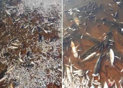 Moradores registram mortandade de milhares de peixes em lago da Baixada Maranhense
