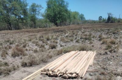 Crime Ambiental: Desmatamento é flagrado em área de manguezal em Anajatuba/MA