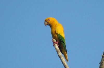 Estudo de pesquisadores da Uema revela por que papagaios ameaçados estão desaparecendo das florestas amazônicas do MA e PA