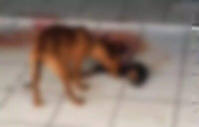 Cães devoram colega morto após dias sem comida em Balneário Piçarras: Um grito de socorro ignorado