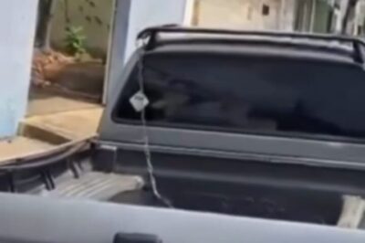 Cachorro morre enforcado ao tentar pular da janela de carro