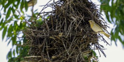 Doze estados brasileiros participam de mutirão do Código Florestal