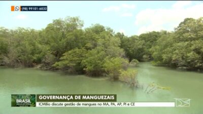 COP 30 debate gestão dos manguezais amazônicos; Maranhão concentra parte das maiores áreas