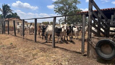 Aged inicia campanha obrigatória de atualização cadastral de produtores rurais no MA; saiba como atualizar os dados