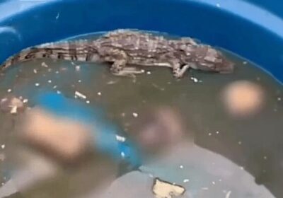 Jacaré são usados pelo Comando Vermelho para tortura e ocultação de cadáveres, segundo vídeo macabro