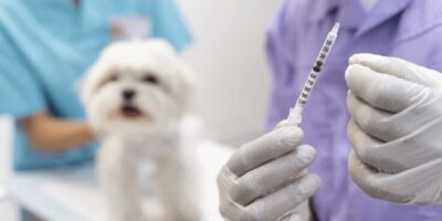 Paço do Lumiar é condenado a criar cemitério de animais