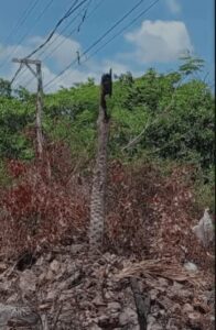Moradores do Baixo Laçador denunciam falta de regularização de energia na Rua Nossa Senhora do Desterro