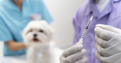 Justiça obriga Paço do Lumiar a instalar cemitério de animais e unidade de zoonoses