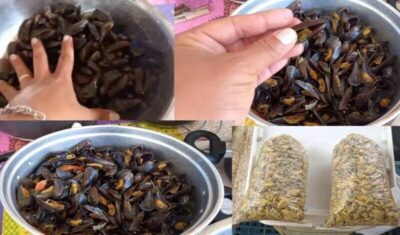 Prefeitura de Cururupu Proíbe Captura e Comercialização de Sururu