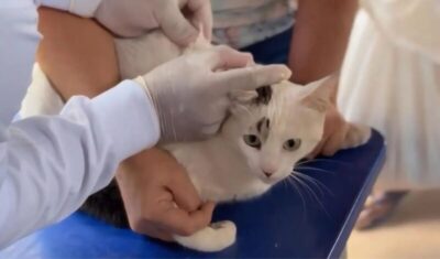 Prefeitura de Imperatriz inicia Campanha de vacinação antirrábica na Zona Rural