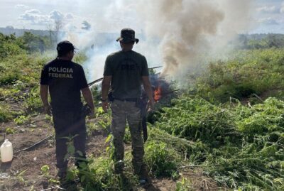 PF destrói cerca de 70 mil pés de maconha em terra indígena no Maranhão