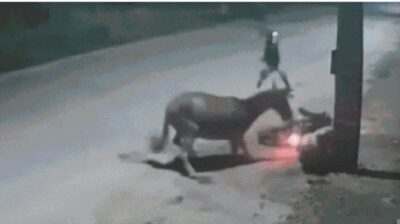 Cavalo do pica pau solto na pista provoca queda de motociclista e acaba facilitando assalto em Imperatriz